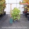 2025 LEYCESTERIA GOLDEN LANTERNS C10-min