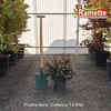 2025 PHOTINIA NANA C7.5-min
