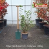 2025 RIBES KING EDWARD VII C10-min