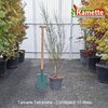 2025 TAMARIS TETRANDRA C10-min