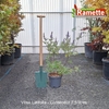 2025 VITEX LATIFOLIA C7.5-min
