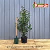 LIGUSTRUM JAPONICUM C15 100125