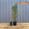 LIGUSTRUM OVALIFOLIUM C15 125150