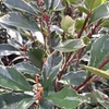 PHOTINIA LOUISE MAC LARLOU (3)