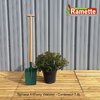 SPIRAEA ANTHONY WATERER C7.5
