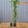 HEDERA GLOIRE DE MARENGO C10 150200
