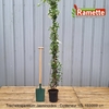 TRACHELOSPERMUM C10 175200