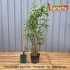 PSEUDOSASA JAPONICA C15 100150-min
