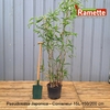 PSEUDOSASA JAPONICA C15 150200-min