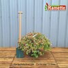 2024 ABELIA KALEIDOSCOPE C15-min