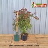 2024 ABELIA SEMPERFLORENS C15-min