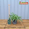 2024 AGAPANTHUS UMBELLATUS BLEU C15-min