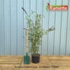 2024 BUDDLEJA EMPIRE BLUE C15-min