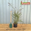 2024 BUDDLEJA NANHO BLUE C15-min
