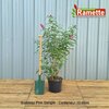 2024 BUDDLEJA PINK DELIGHT C15-min