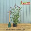 2024 BUDDLEJA ROYAL RED C15-min