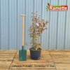 2024 CALLICARPA PROFUSION C15-min