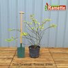 2024 CERCIS SILIQUASTRUM C15-min