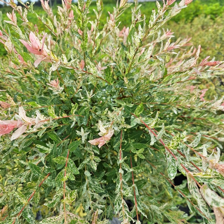 Salix Hakuro Nishiki - Saule Crevette - Arbres et Arbustes/Arbustes à ...