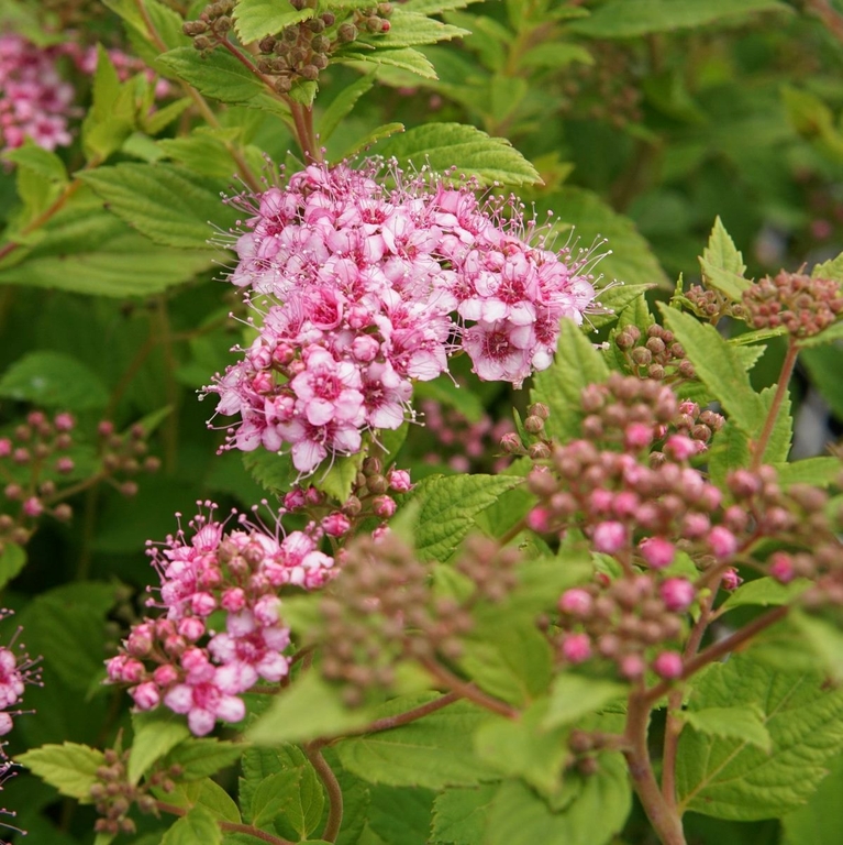 Spiraea Little Princess - Spirée Japonaise - Arbres et Arbustes ...