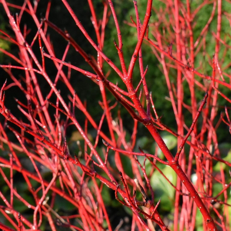 Cornus Sibirica - Arbuste à Branches Rouges - Plante En Pot 17 Cm, Hauteur 45 Cm - Peu D'entretien