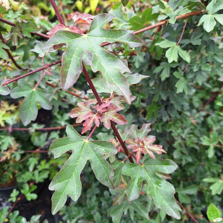 Acer Campestre Erable Champ tre Arbres Et Arbustes Arbres D acer-campestre-erable-champ-tre-arbres-et-arbustes-arbres-d