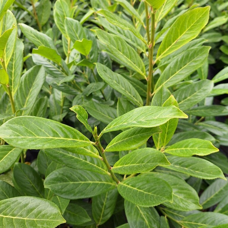 Prunus Novita Laurier Palme Laurier Cerise Arbres Et Arbustes Prunus Novita Laurier Palme Laurier Cerise Arbres Et Arbustes