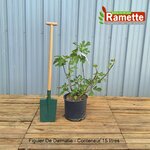 2024 FIGUIER DE DALMATIE C15-min