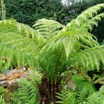 DICKSONIA ANTARTICA (6)-min