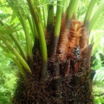 DICKSONIA ANTARTICA (7)-min