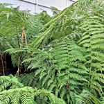 DICKSONIA ANTARTICA (3)-min