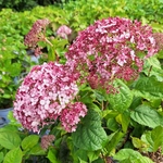 HYDRANGEA ARB PINK ANNABELLE (2)-min