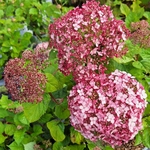 HYDRANGEA ARB PINK ANNABELLE-min