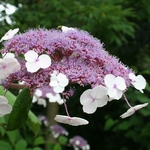 HYDRANGEA ASP HOT CHOCOLATE WF-min