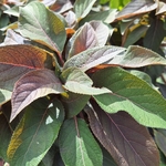 HYDRANGEA ASP HOT CHOCOLATE-min
