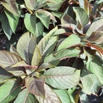 HYDRANGEA ASP HOT CHOCOLATE (2)-min