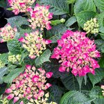 HYDRANGEA AMOR (2)-min