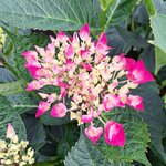 HYDRANGEA AMOR-min