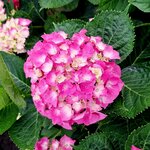 HYDRANGEA BERLIN ROSE (2)-min