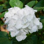 HYDRANGEA BIANCO W (2)-min