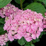 HYDRANGEA BODENSEE (3)-min