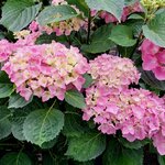 HYDRANGEA BODENSEE (2)-min