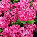 HYDRANGEA BRUGG (2)-min