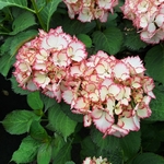 HYDRANGEA COCKTAIL-min