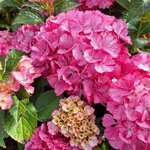 HYDRANGEA CONFETTI PANTHER (2)-min