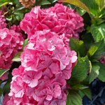 HYDRANGEA CONFETTI PANTHER-min