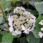 HYDRANGEA ELEGANCE (2)-min
