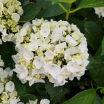 HYDRANGEA FIRST WHITE (3)-min