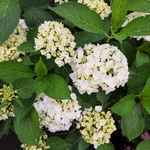 HYDRANGEA FIRST WHITE (4)-min
