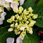 HYDRANGEA FIRST WHITE (2)-min